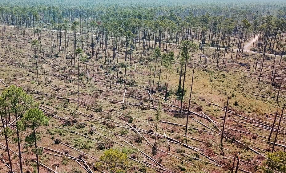 AgCenter estimates ag, forestry losses from Hurricane Laura exceed $1.6 billion 